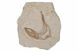 Cretaceous Fossil Fish - Lebanon #218836-1